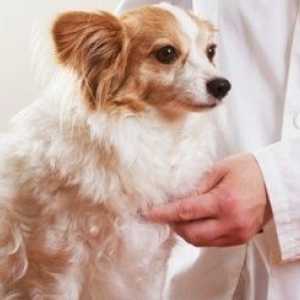 È giusto assicurazione dell`animale domestico per voi e il vostro cane?