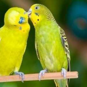 È il vostro uccello in amore?