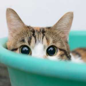 È il vostro gatto insicuro? segni sorprendenti di insicurezza nei gatti