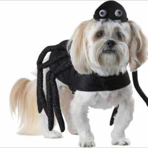 Il tuo cane è pronto per Halloween? Una galleria di 12 foto costumi divertenti da acquistare
