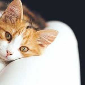 Problemi comportamentali e il tuo gatto: quello che c`è da sapere
