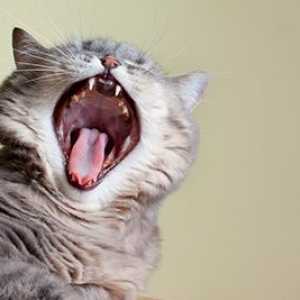 Mantenere i denti del vostro gattino pulito