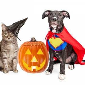 Mantenere i vostri animali domestici al sicuro su Halloween