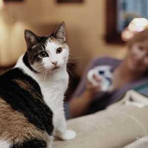 Malattie renali nei gatti: che cosa gatto proprietari dovrebbero sapere