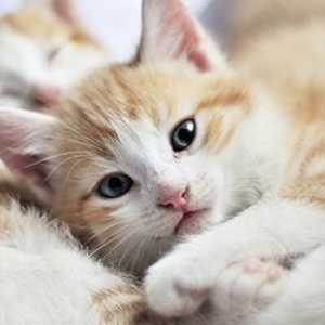 La cura del gattino per i gattini in crescita