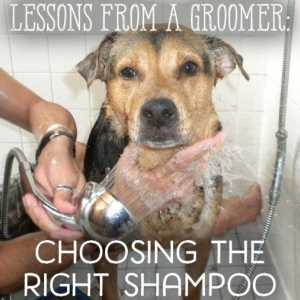 Lezioni da un toelettatore: shampoo per le pulci, forfora e altro