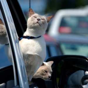 Hack vita per i gatti: 10 suggerimenti per i viaggi su strada