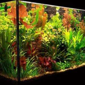 Illuminazione per un acquario di piante