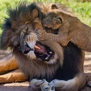 Cuccioli di leone si incontrano il loro papà per la prima volta