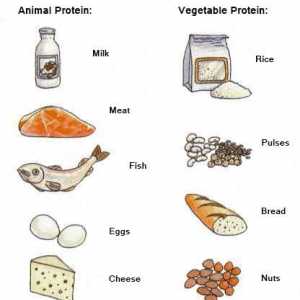 Elenco degli alimenti ricchi di proteine