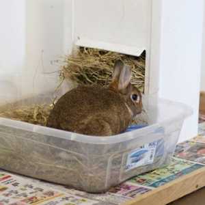 Litter addestramento del vostro coniglio da compagnia