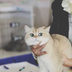 Fare visite veterinarie più facile per voi e il vostro gatto