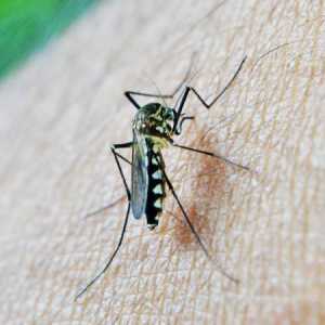 Fare un insetticida in casa per le zanzare
