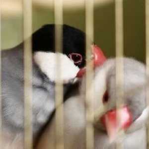 L`accoppiamento e l`aggressività negli uccelli
