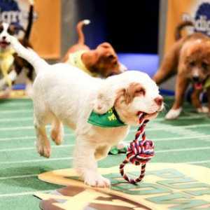 Incontra i concorrenti irresistibili di cucciolo Bowl XI