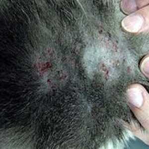 La dermatite miliare nei gatti