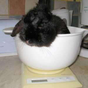 Monitoraggio del peso conigli
