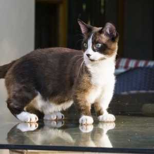 Munchkin tendenza gatto: è l`allevamento maltrattamento degli animali deformità?