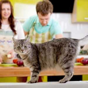 Cuoco Nazionale per il vostro giorno gli animali domestici: 7 cibo per gatti in casa e il…