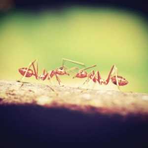 Repellenti naturali per le formiche