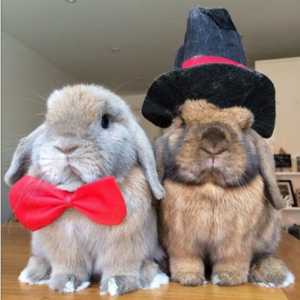 I nostri coniglietti divertenti preferiti su Instagram