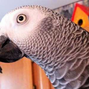 I pappagalli come animali domestici - pappagallo africano grigio