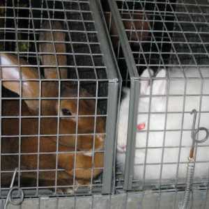Vaccino Pasteurella multocida per i conigli