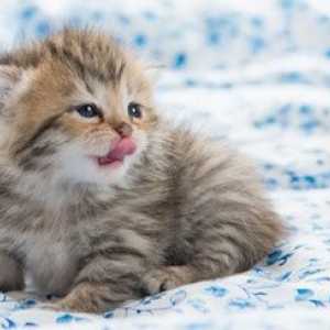 Pawdicures: l`ultima cosa a Kitty coccole