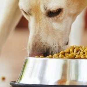 PET FOOD: dovrebbe andare il vostro animale domestico organico?