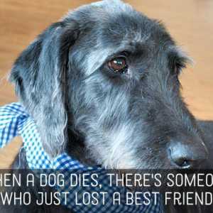 Pet messaggi simpatia: condoglianze per la perdita di cani, gatti e altri animali domestici,