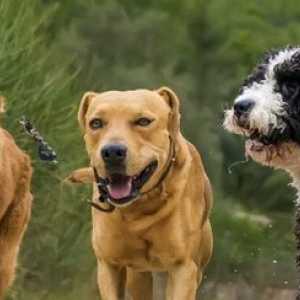 I proprietari di animali da compagnia Petplace parlare sulle combattimenti tra cani!