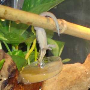 Phelsuma dieta: che cosa mangiano i gechi?