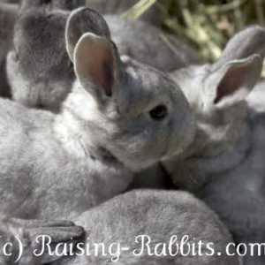 Immagini di conigli