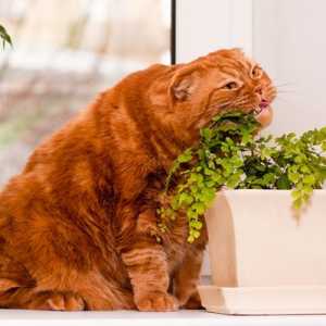 Piante il vostro gatto potrebbe piacere tanto quanto l`erba gatta