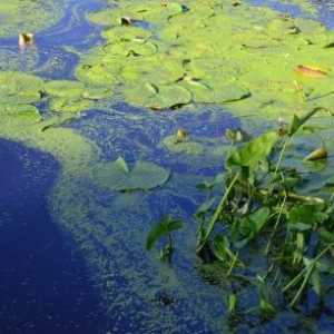 Alghe Stagno e problemi di acqua chiarezza