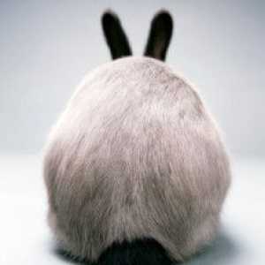 Poopy sedere in conigli: cause e trattamento