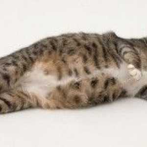 Cat incinta -Come capire se yourcat è domande gatto gravidanza incinto & altri