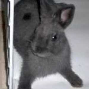 Coniglio profilo della razza: il nano netherland
