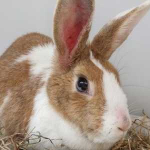Coniglio trovato in cattive condizioni nel bosco Ayrshire