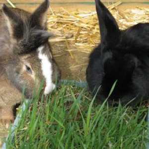 Conigli mangiano l`erba
