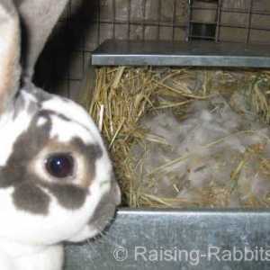 Conigli che partoriscono