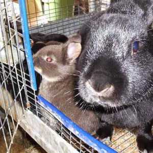 Conigli non vogliono breed- cause e le cure
