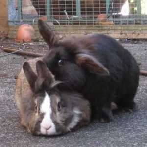 Radio 4: sono conigli sociali animali?