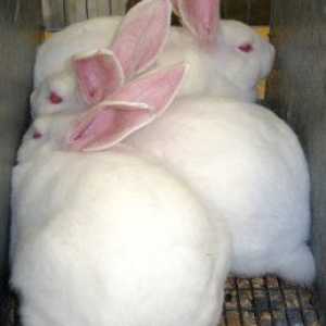 Allevare conigli per la carne: introduzione alla produzione di coniglio commerciale