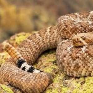 Rattlesnake nato da una vergine