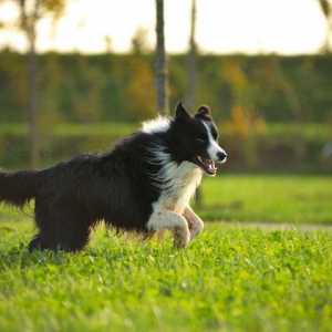 7 Razze di cani che amano vita di campagna