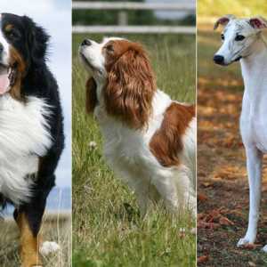 Sondaggio tra i lettori: le 12 razze di cani più tranquilli