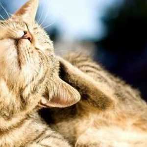 La riduzione di gatto odore di urina