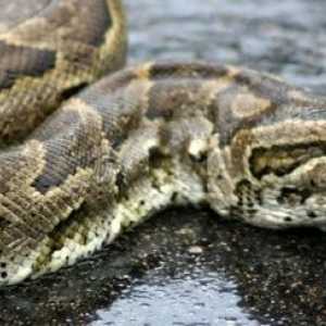 Rigurgito (vomito) in serpenti