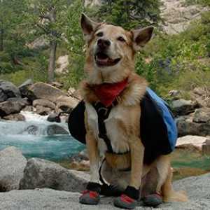 Rocky Mountain spotted febbre (RMSF) nei cani